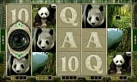 Giant Panda thumbnail